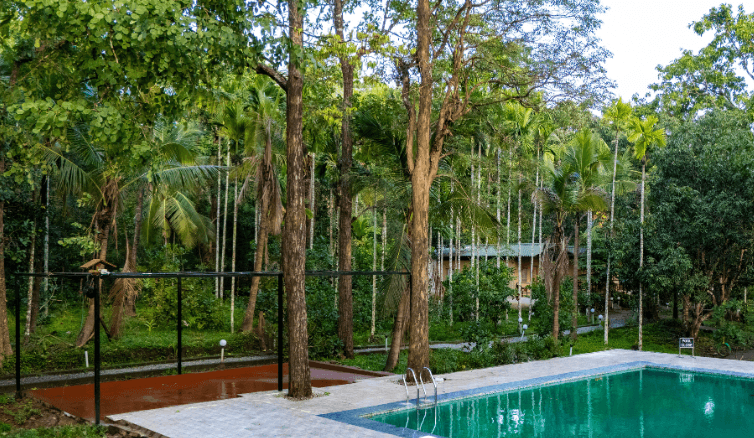 high-trees-jungle-stay.png